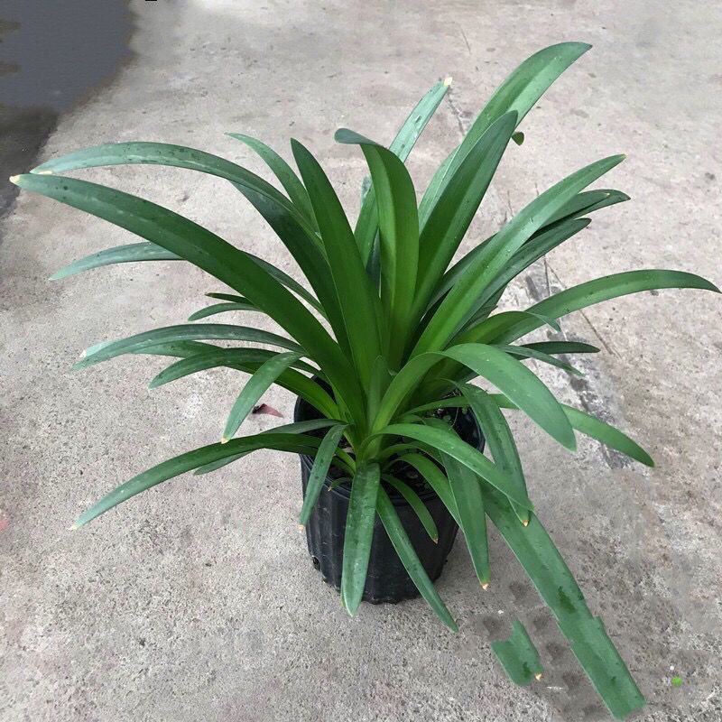 百子莲盆栽圣母皇后大苗阳台花园庭院花境植物耐寒耐热花