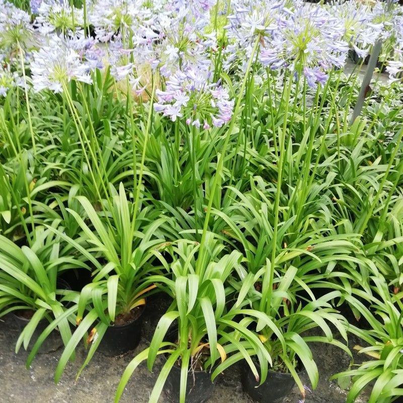 百子莲盆栽圣母皇后大苗阳台花园庭院花境植物耐寒耐热花