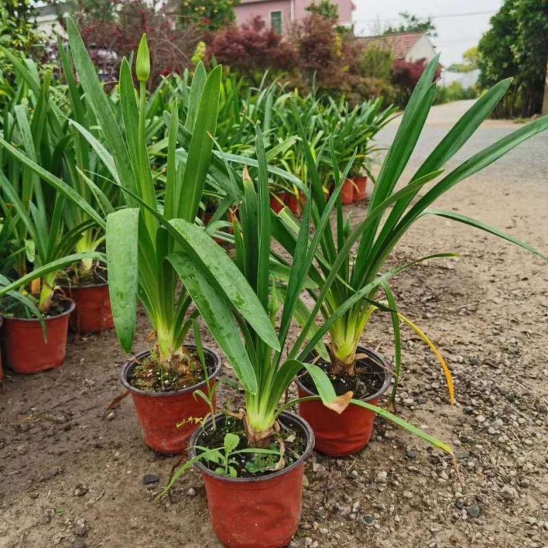 百子莲盆栽圣母皇后大苗阳台花园庭院花境植物耐寒耐热花
