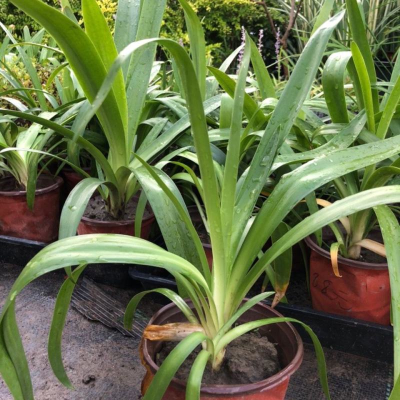 百子莲盆栽圣母皇后大苗阳台花园庭院花境植物耐寒耐热花
