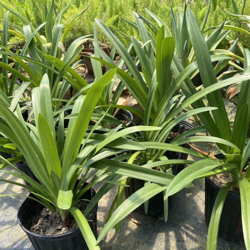 百子莲盆栽圣母皇后大苗阳台花园庭院花境植物耐寒耐热花