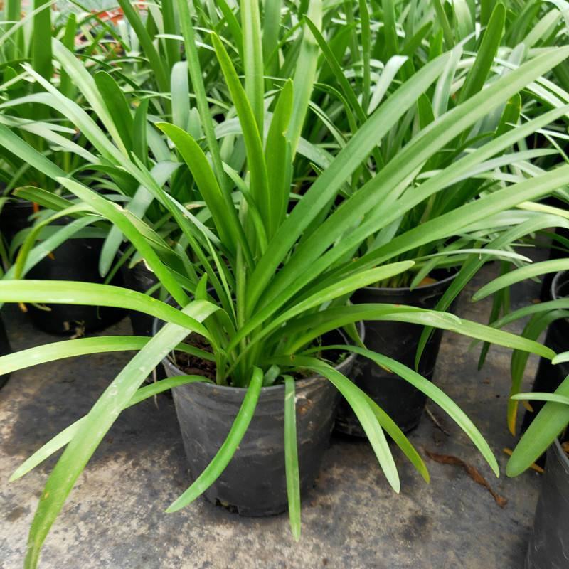 百子莲盆栽圣母皇后大苗阳台花园庭院花境植物耐寒耐热花