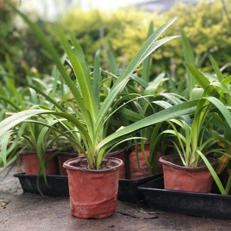 百子莲盆栽圣母皇后大苗阳台花园庭院花境植物耐寒耐热花