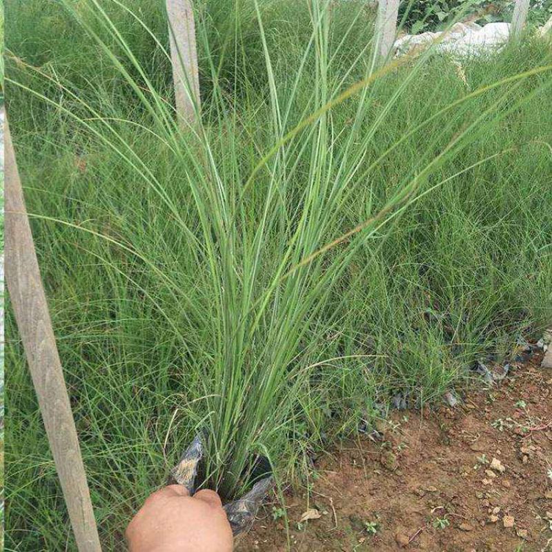 花镜植物观赏草细叶芒盆栽重金柳枝稷盆栽宿根耐寒庭院