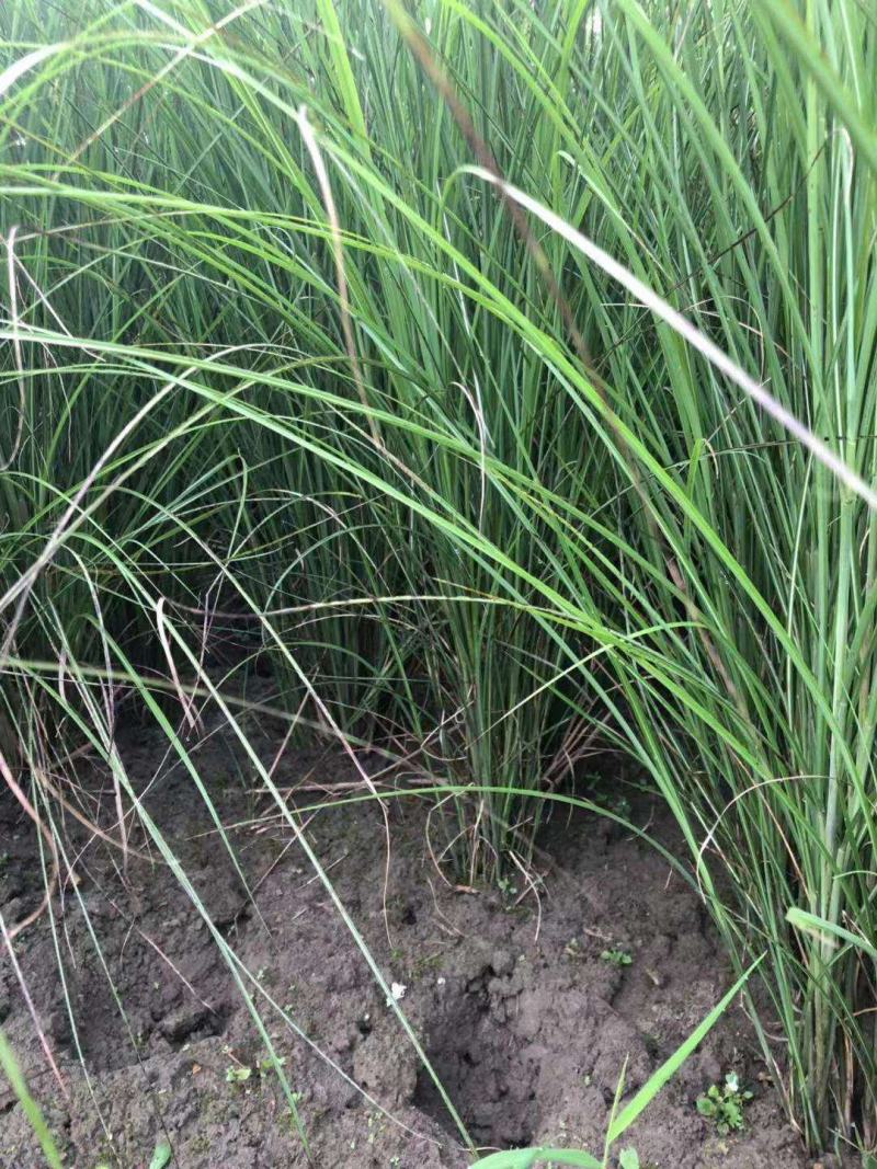 花镜植物观赏草细叶芒盆栽重金柳枝稷盆栽宿根耐寒庭院