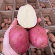 云南红皮黄心土豆全国一件，社区团购，直播带货，包