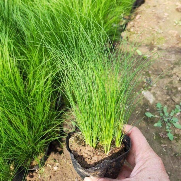 墨西哥羽毛草盆栽细叶针茅苗花镜植物庭院阳台造景绿植多年生