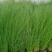 墨西哥羽毛草盆栽细叶针茅苗花镜植物庭院阳台造景绿植多年生