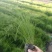 墨西哥羽毛草盆栽细叶针茅苗花镜植物庭院阳台造景绿植多年生