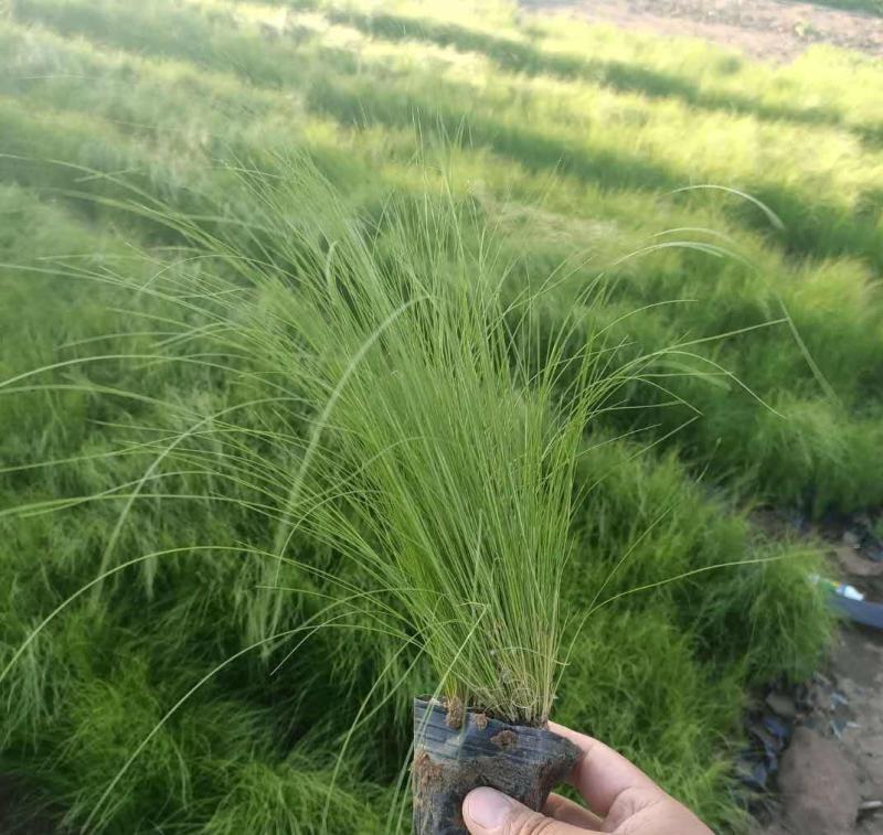 墨西哥羽毛草盆栽细叶针茅苗花镜植物庭院阳台造景绿植多年生