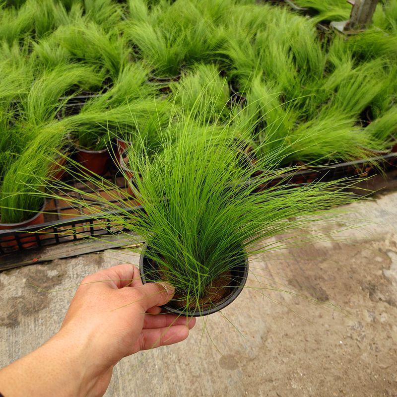 墨西哥羽毛草盆栽细叶针茅苗花镜植物庭院阳台造景绿植多年生