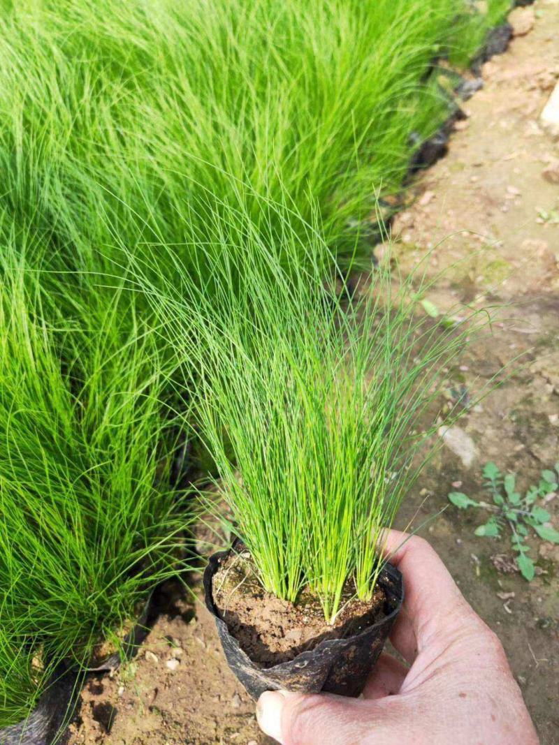 墨西哥羽毛草盆栽细叶针茅苗花镜植物庭院阳台造景绿植多年生