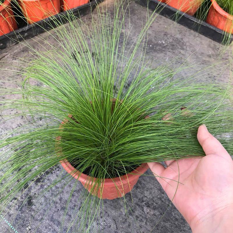 墨西哥羽毛草盆栽细叶针茅苗花镜植物庭院阳台造景绿植多年生