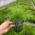 墨西哥羽毛草盆栽细叶针茅苗花镜植物庭院阳台造景绿植多年生