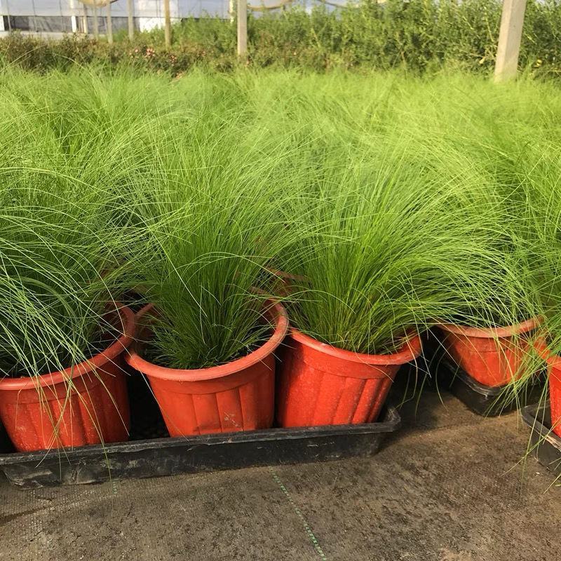墨西哥羽毛草盆栽细叶针茅苗花镜植物庭院阳台造景绿植多年生