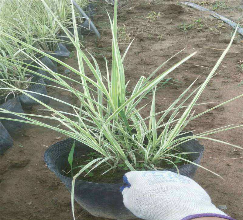 花叶芒观叶多年生植物丛生观赏芒草草盆栽苗易成活程绿化