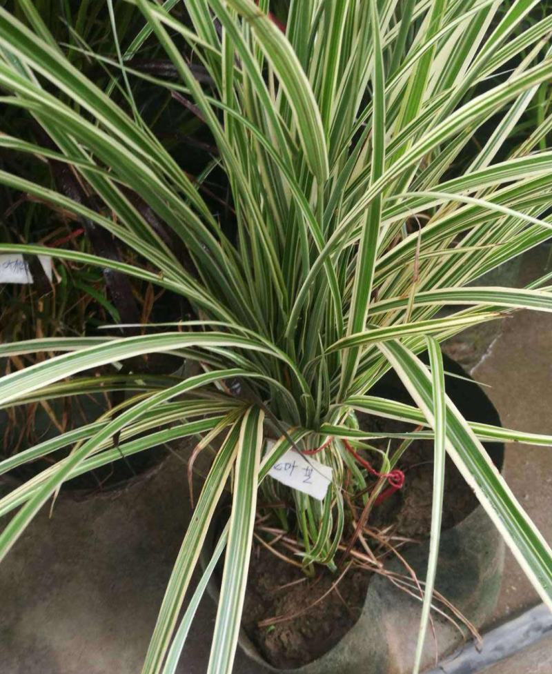 花叶芒观叶多年生植物丛生观赏芒草草盆栽苗易成活程绿化