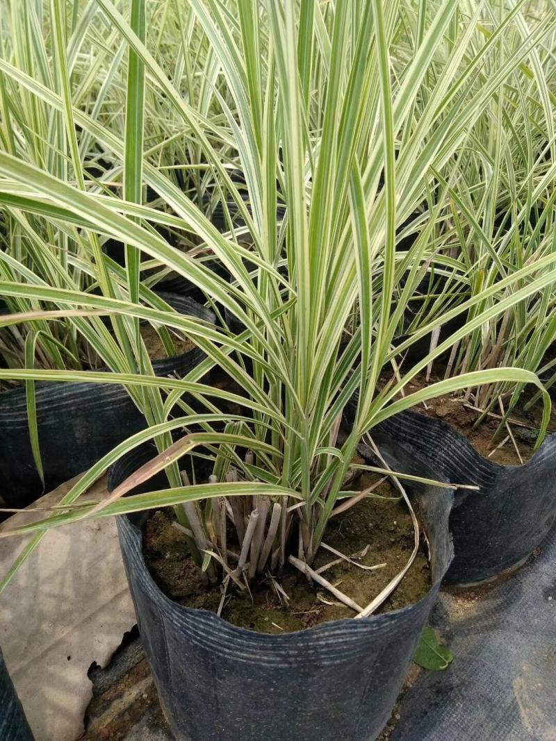 花叶芒观叶多年生植物丛生观赏芒草草盆栽苗易成活程绿化