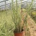 花叶芒观叶多年生植物丛生观赏芒草草盆栽苗易成活程绿化