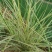 花叶芒观叶多年生植物丛生观赏芒草草盆栽苗易成活程绿化