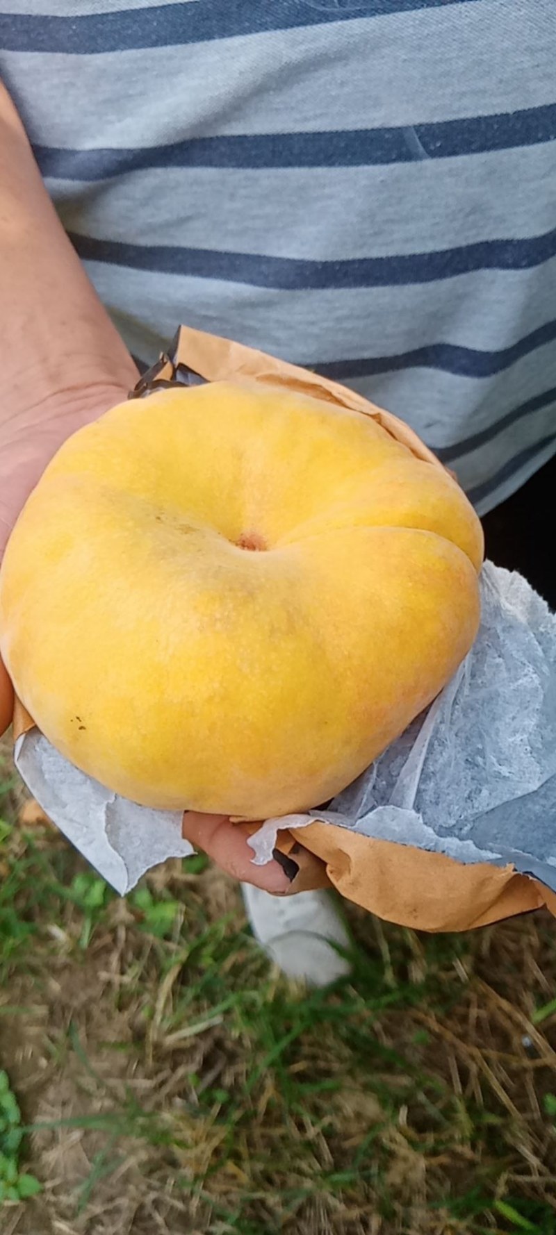 黄毛蟠大量上市，n感好特甜