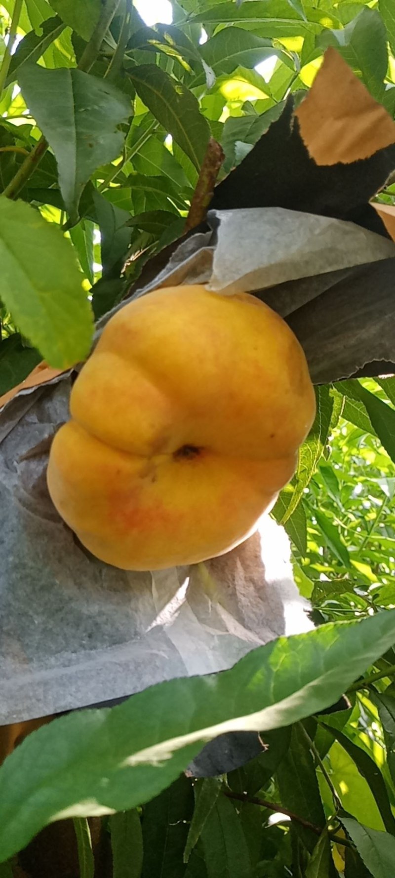 黄毛蟠大量上市，n感好特甜