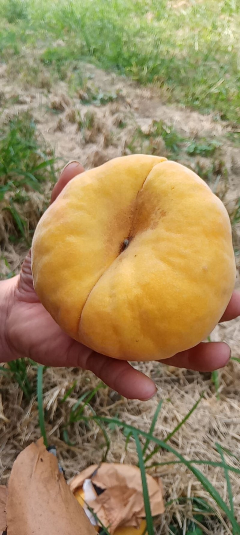 黄毛蟠大量上市，n感好特甜