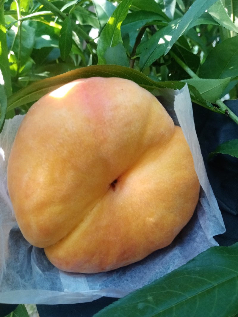 黄毛蟠大量上市，n感好特甜