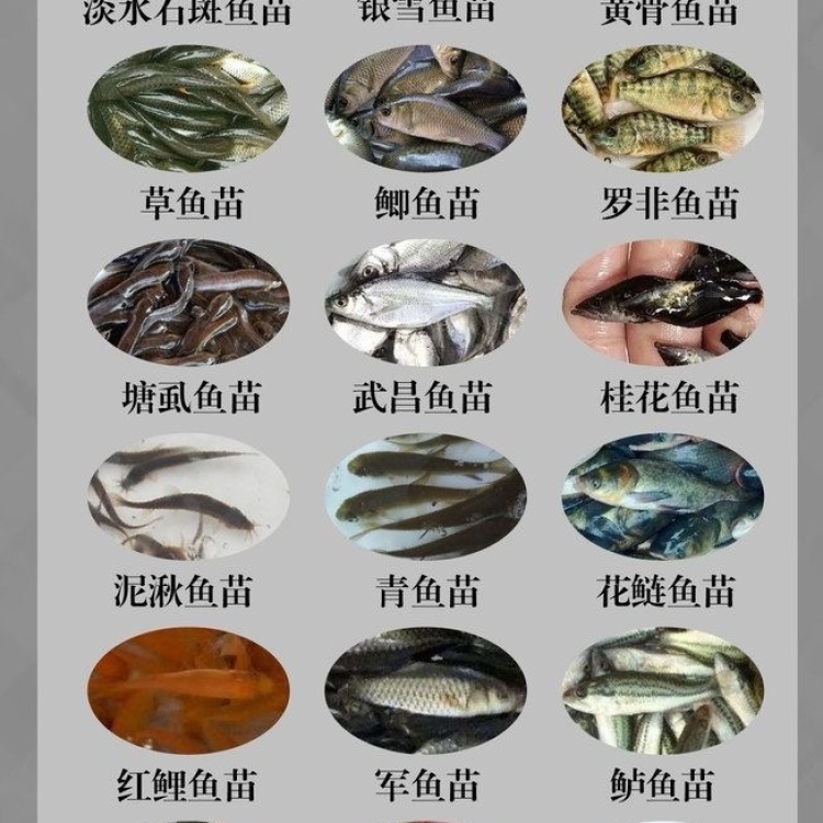 各鱼苗种批发大全