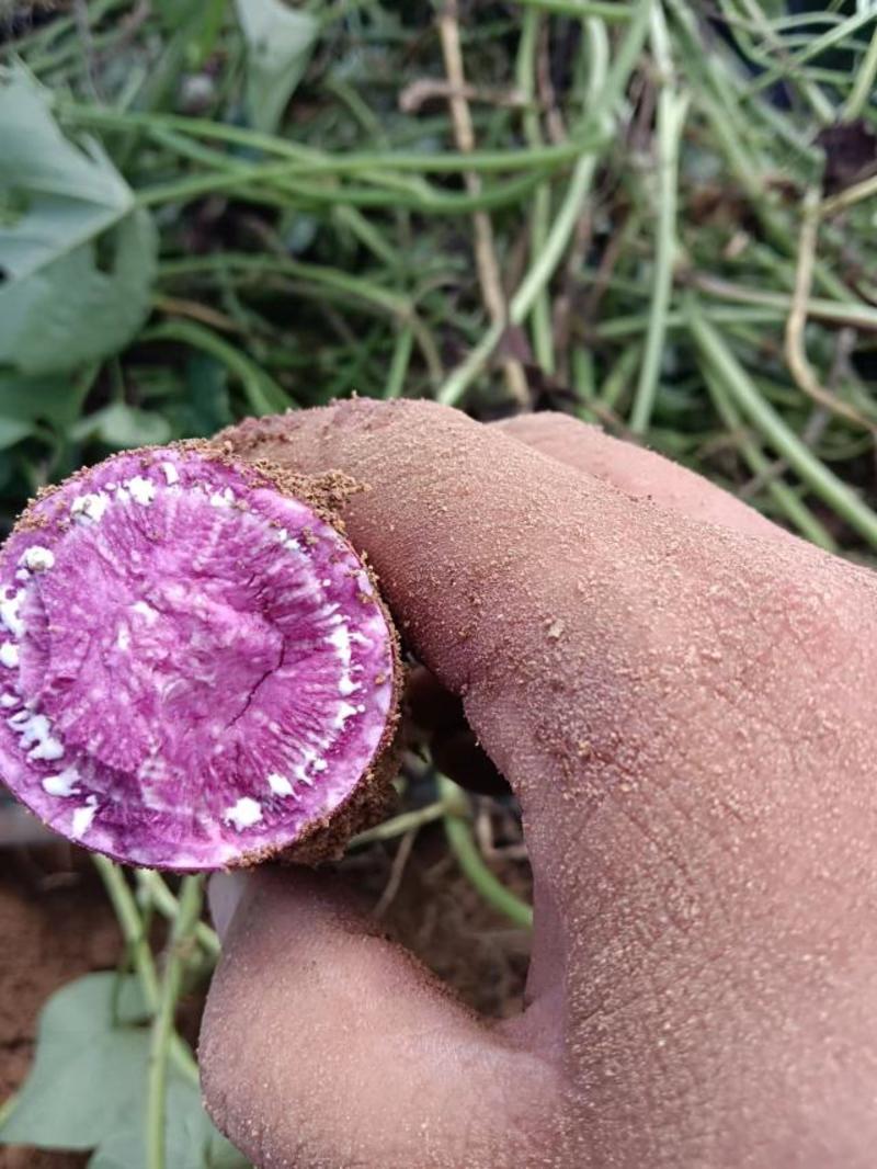 紫薯，丘陵沙土地口感特别软糯香甜