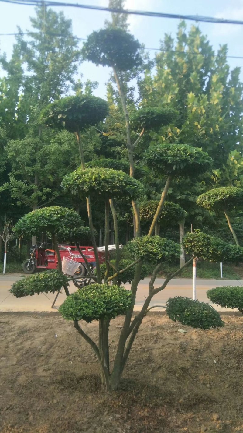 小叶女贞，精品云片造型树