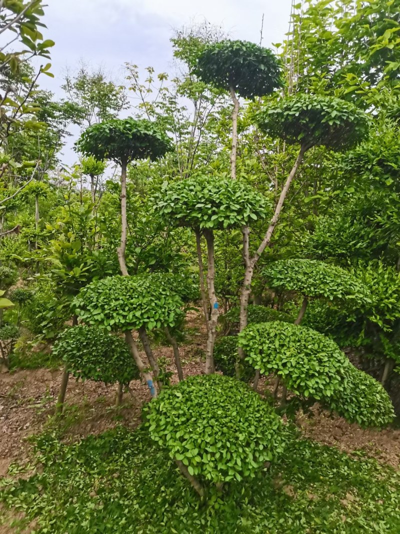 小叶女贞，精品云片造型树