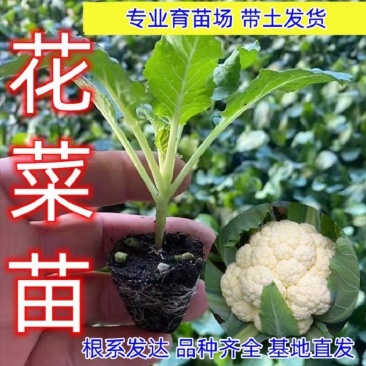 有机菜花苗花菜苗，代育各种蔬菜种苗，价格优惠