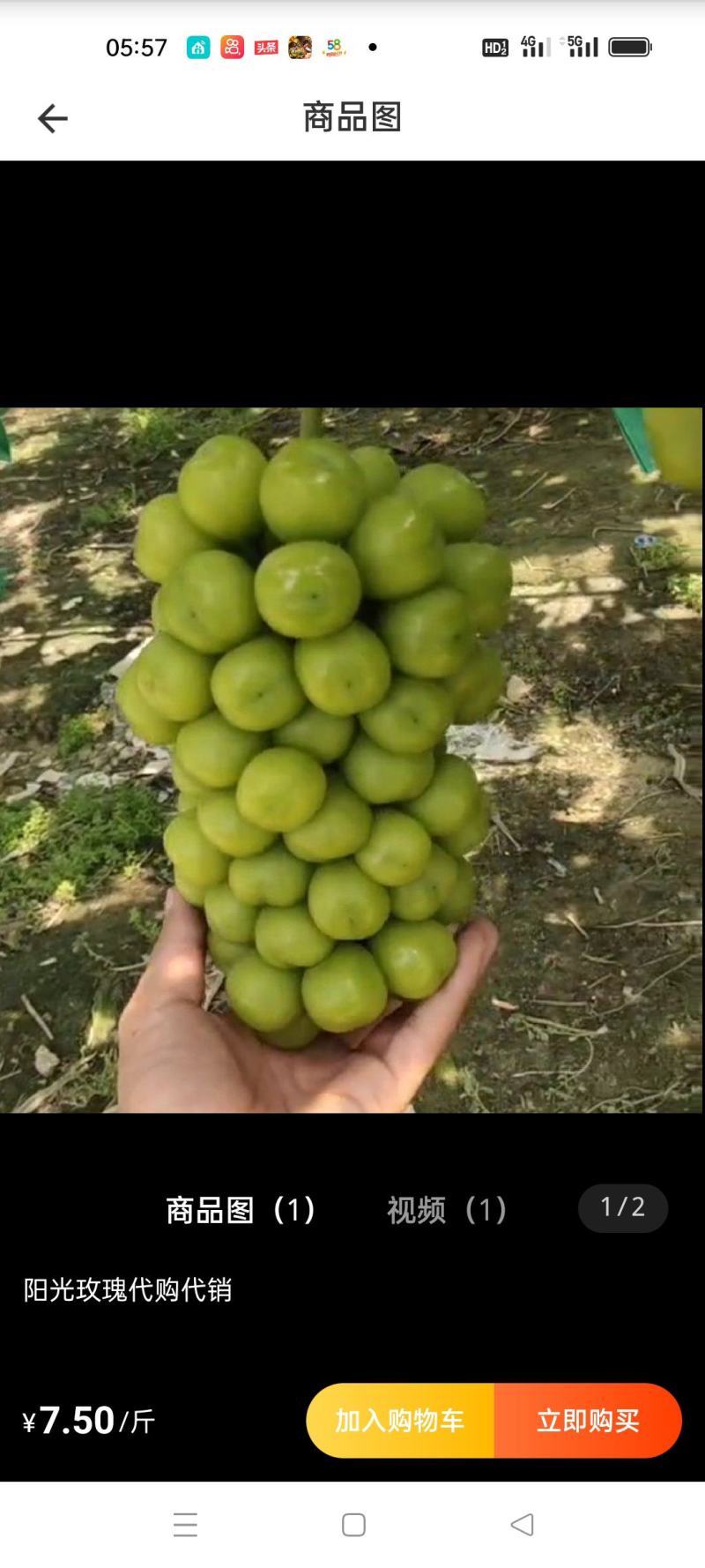 辽宁阳光玫瑰上市中，冷库，物流，吃住一条龙服务