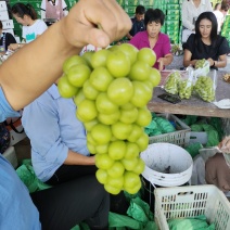 阳光玫瑰葡萄，颗粒饱满，糖度高，口感甜，一手货源全国