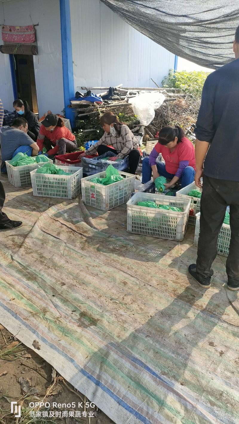 克伦生葡萄，澳洲无核，阳光玫瑰葡，浪漫红颜，妮娜皇后葡萄