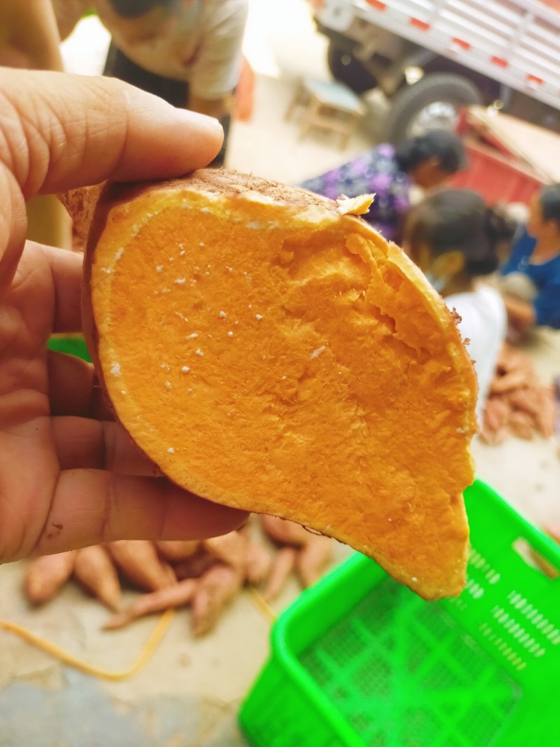 沙地红薯精品龙九大量有货产地直供口感甜面黄心