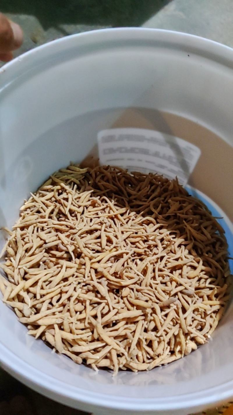 长度188宽度8526高度8275可以电商合作贵州太子参