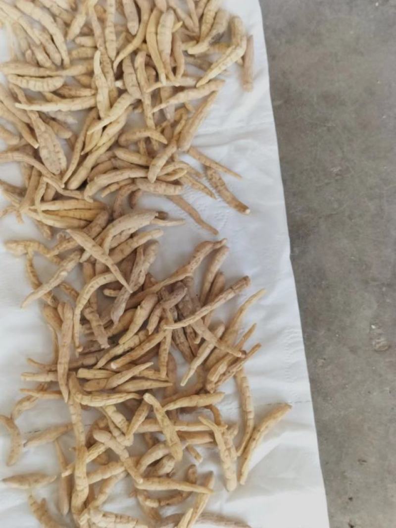 长度188宽度8526高度8275可以电商合作贵州太子参