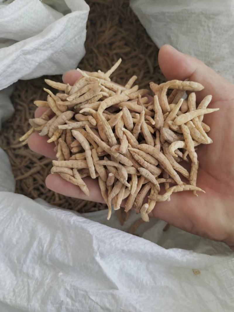 长度188宽度8526高度8275可以电商合作贵州太子参