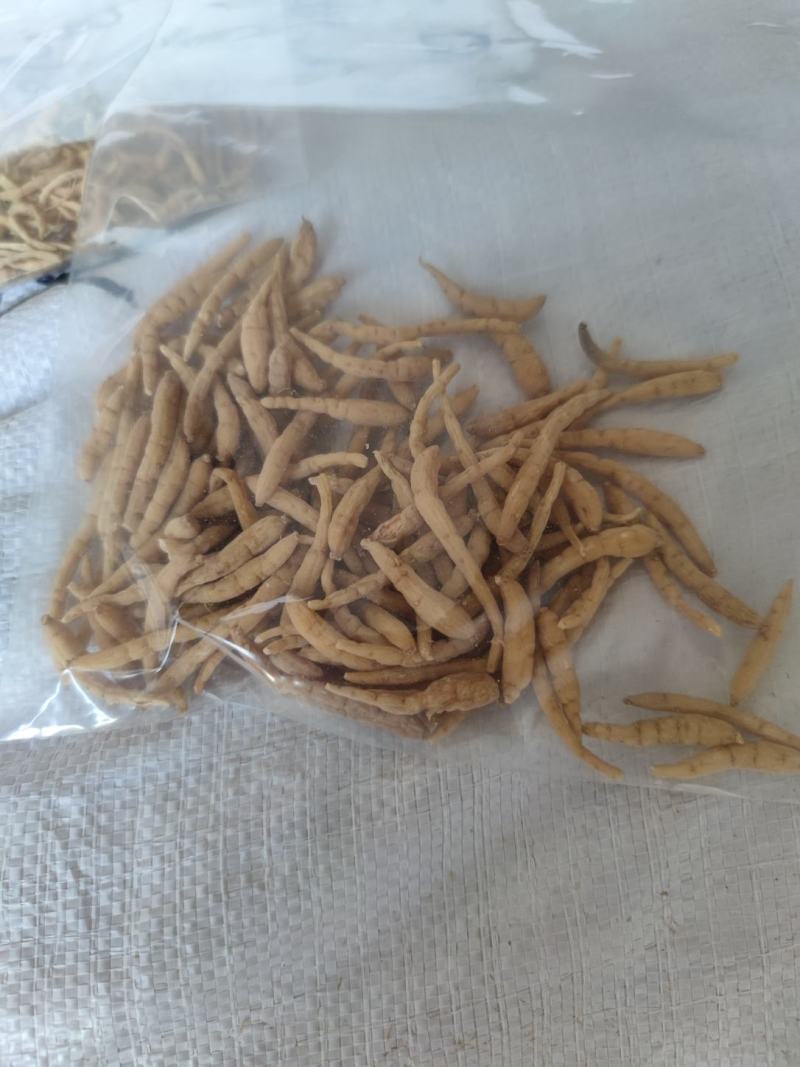 长度188宽度8526高度8275可以电商合作贵州太子参