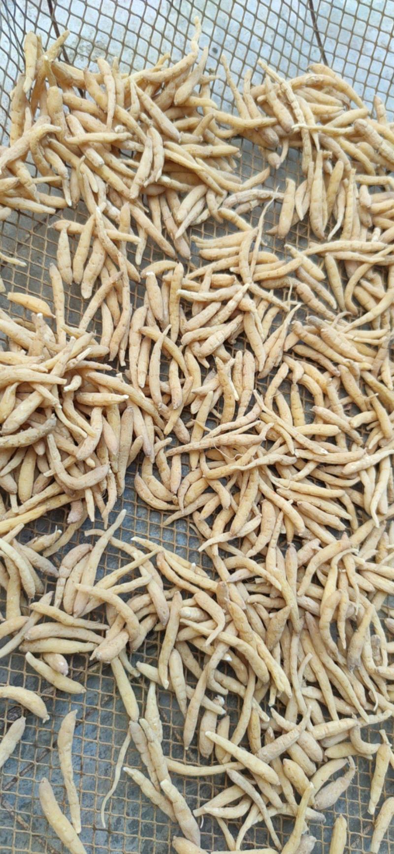 长度188宽度8526高度8275可以电商合作贵州太子参