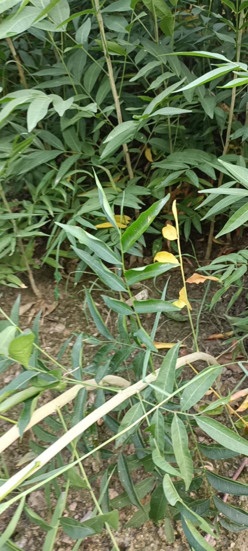 无患子一年生小苗高50-80公分，带土球2-3公分无患子