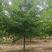 娜塔栎，沼生栎，美国红山橡，娜塔栎沼生栎