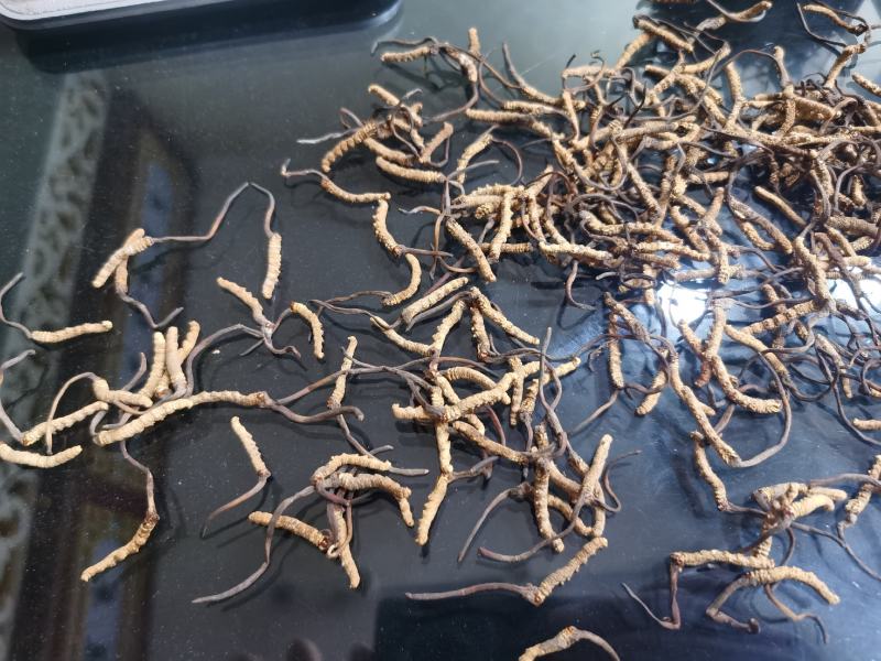 【纯野生】六百万销青海祁连山雪山小虫草高海拔纯野生虫草