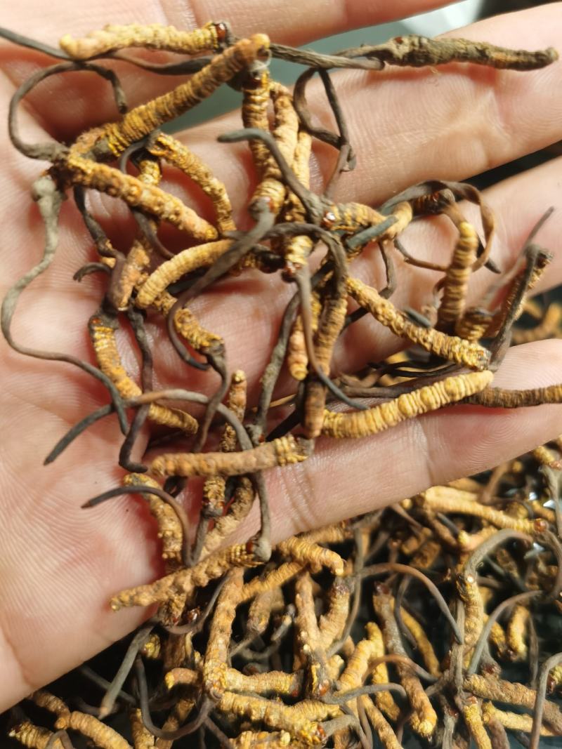 【纯野生】六百万销青海祁连山雪山小虫草高海拔纯野生虫草