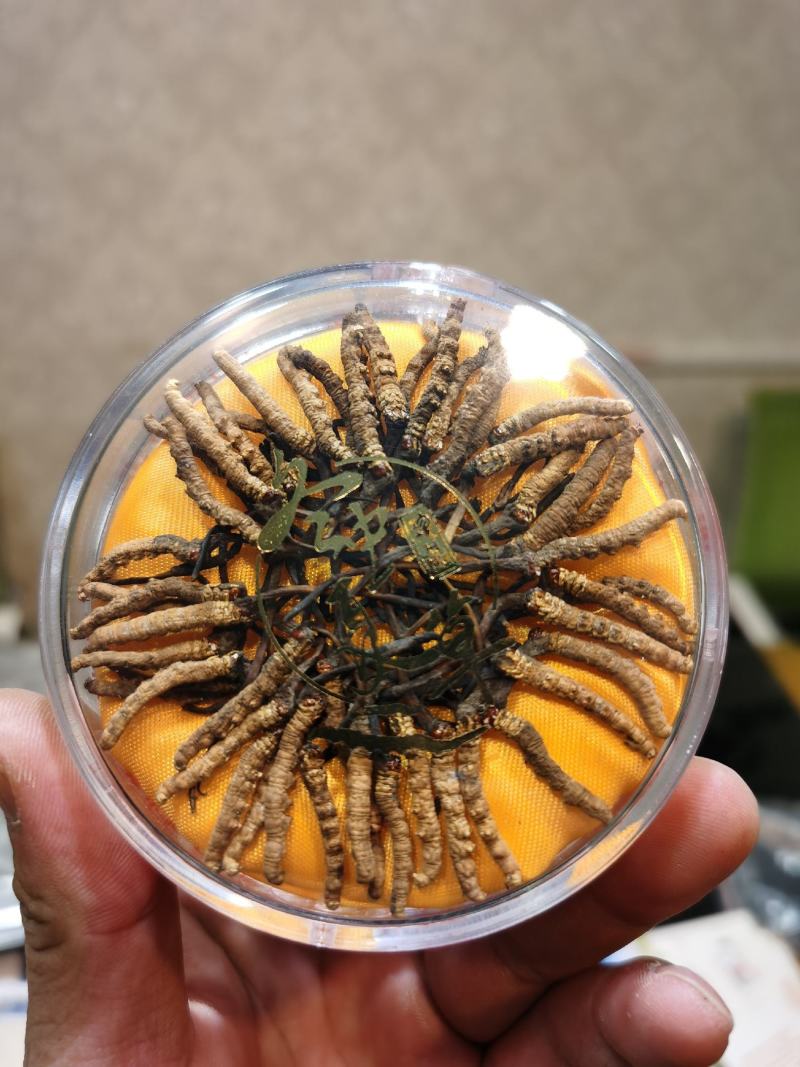 【纯野生】六百万销青海祁连山雪山小虫草高海拔纯野生虫草