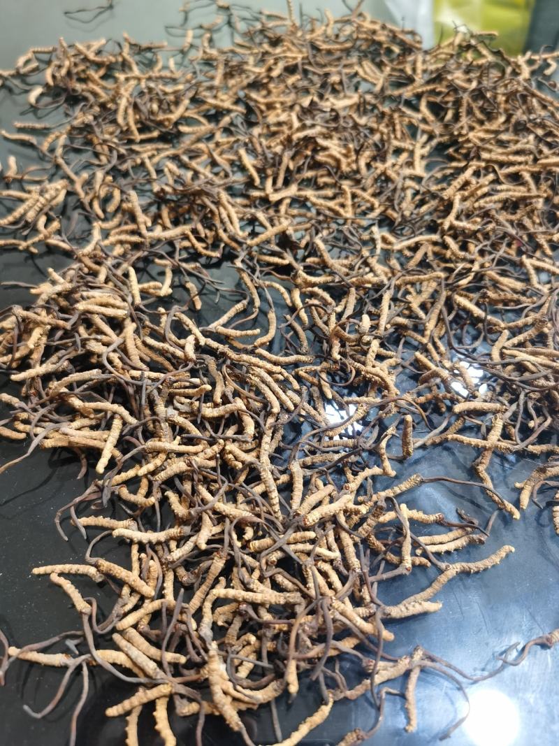 【纯野生】六百万销青海祁连山雪山小虫草高海拔纯野生虫草