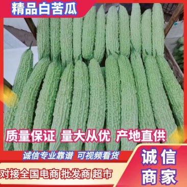 油苦瓜,日供万斤苦瓜,四川白苦瓜,非青苦瓜珍珠苦瓜