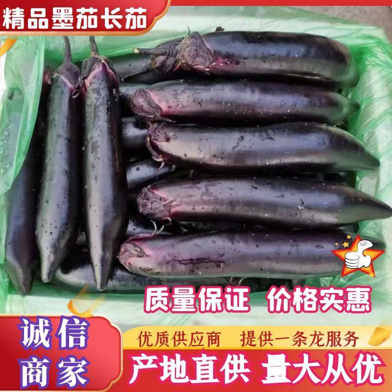 配套冷库，四川墨茄，精品墨茄长茄茄子，烤茄，非红茄圆茄